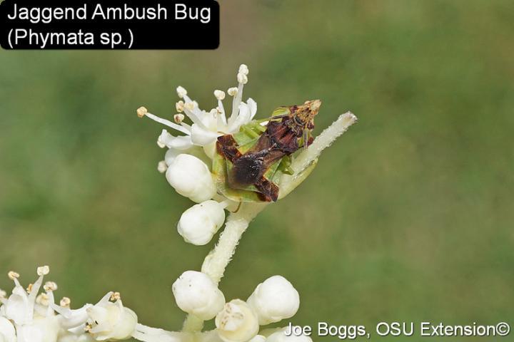 Ambush Bug (Phymata spp., family Reduviidae)